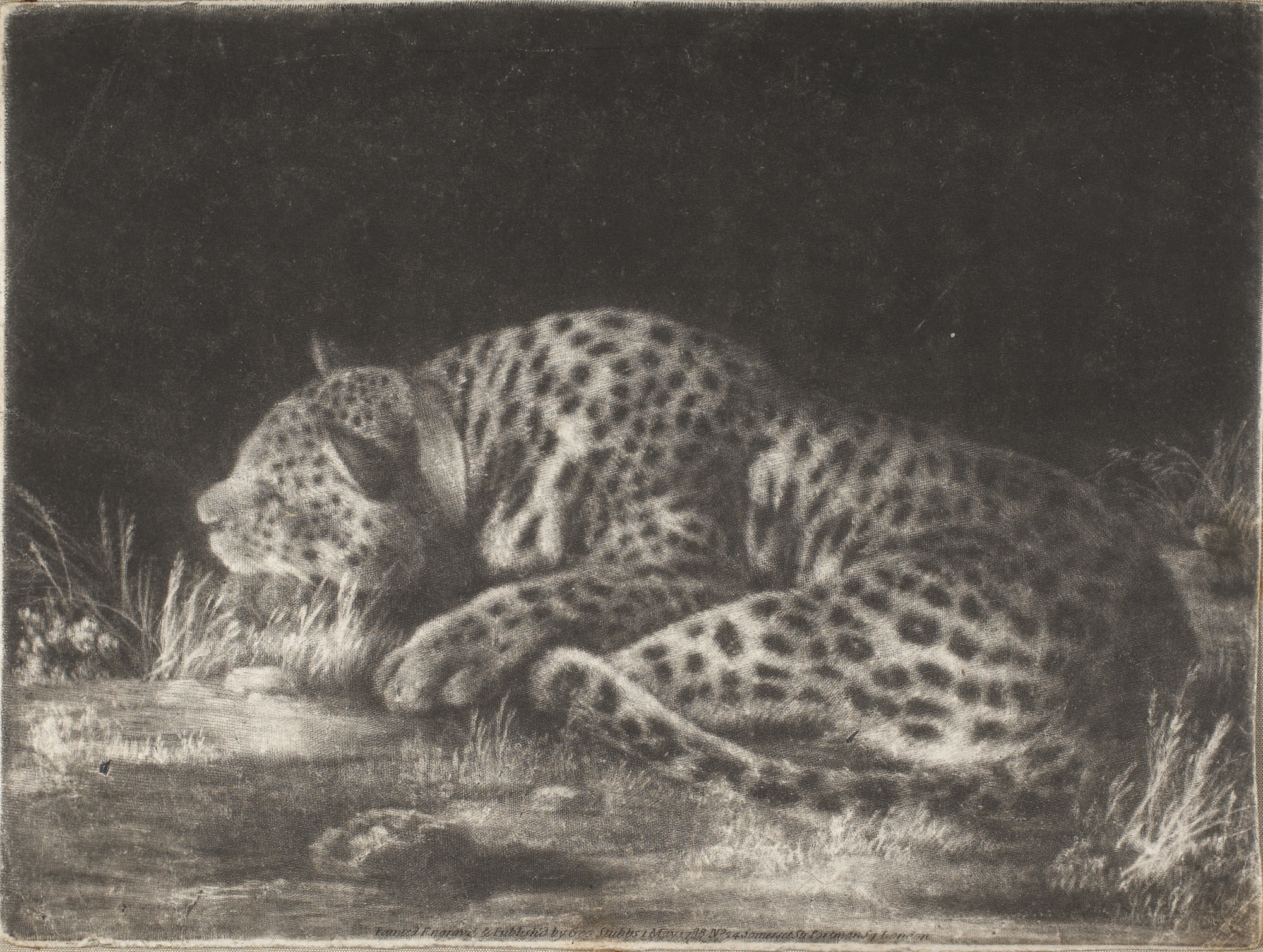 George Stubbs, British, 1724–1806: A Sleeping Cheetah ("A Tyger"), 1788 (2010-165).